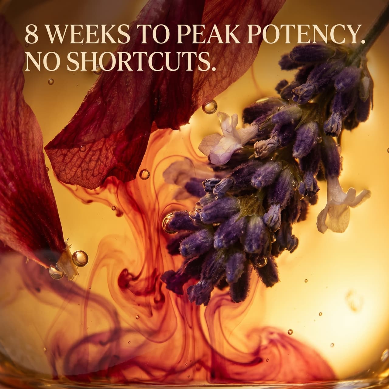 8-week cold maceration botanical infusion — botanicals in glycerite base