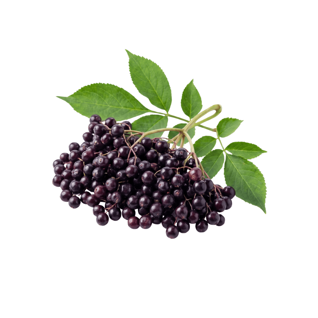 Elderberry