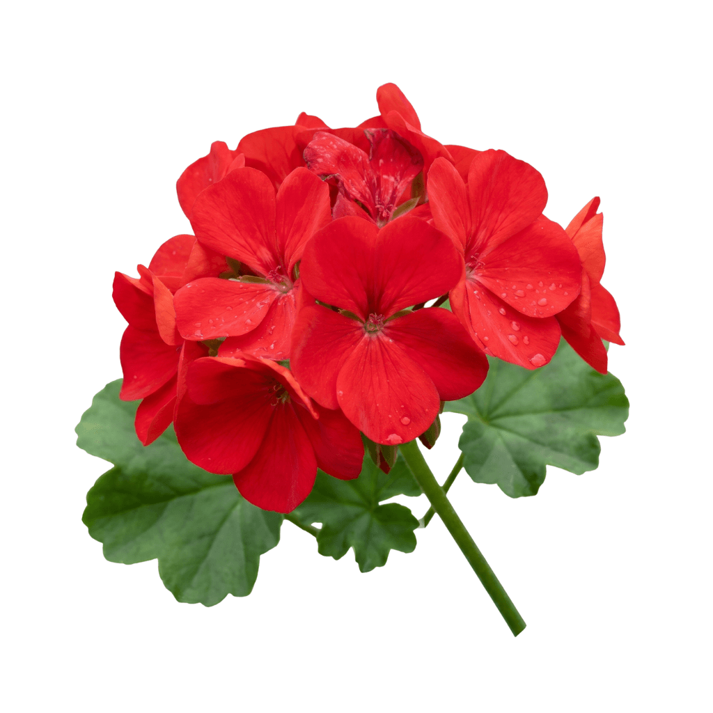 Geranium Oil