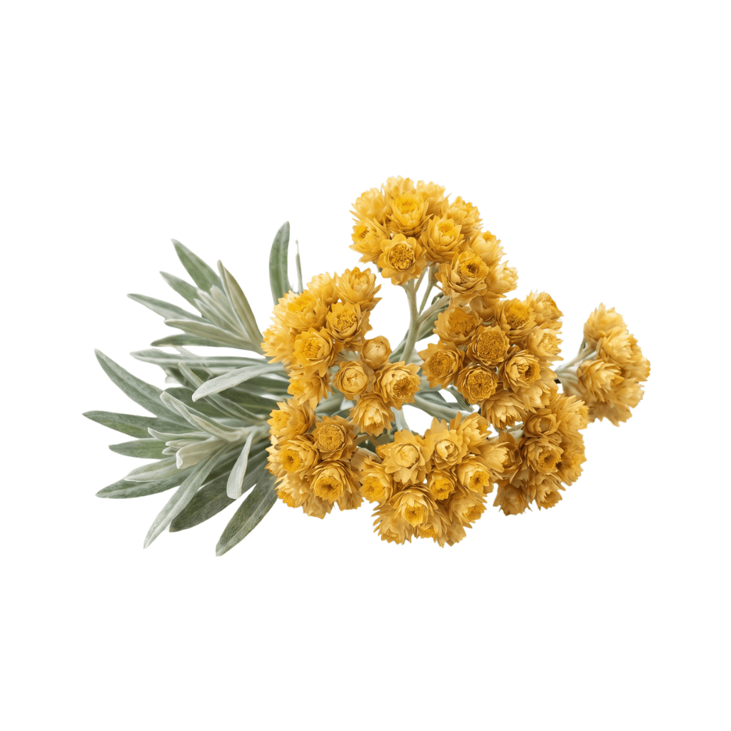 Helichrysum Oil