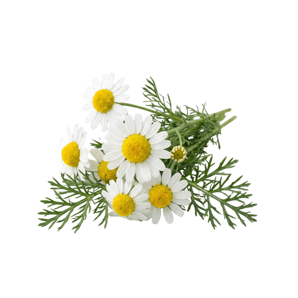 Roman Chamomile