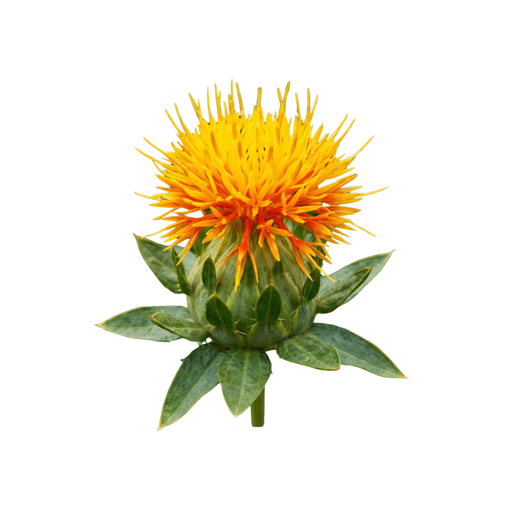Safflower Oil