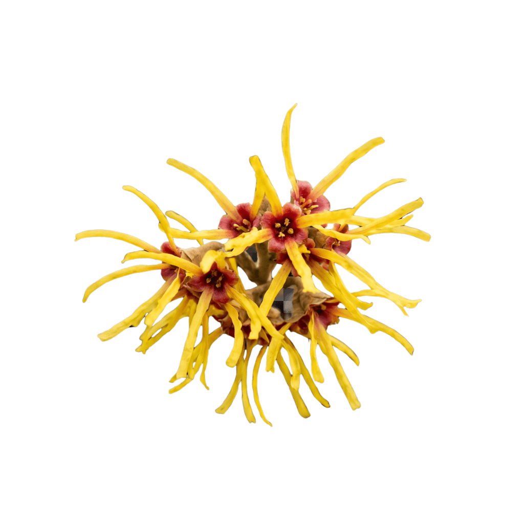 Witch Hazel