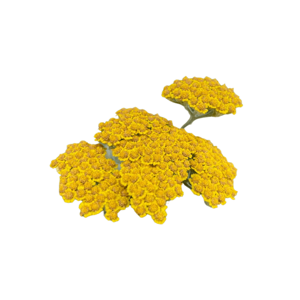 Yarrow Oil
