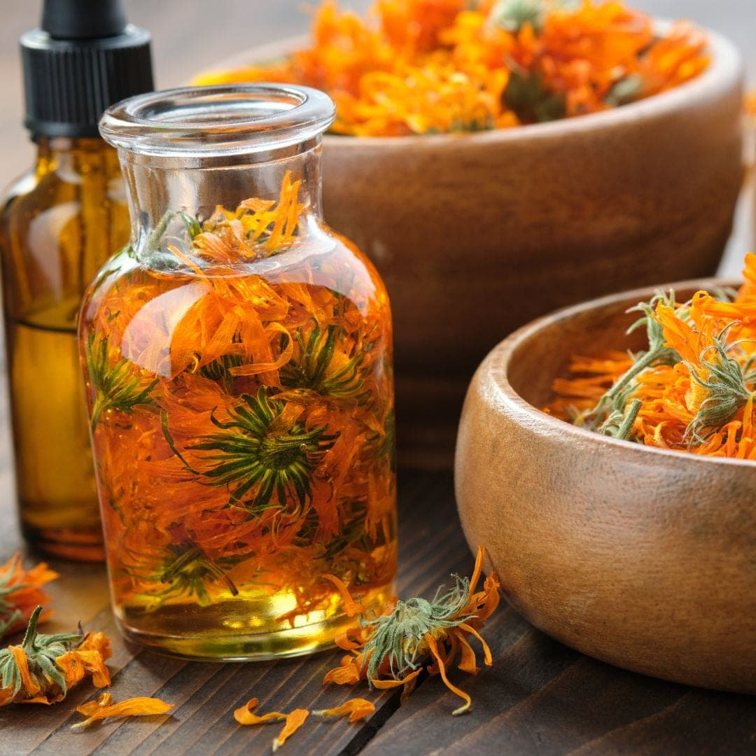 Dried calendula steeping in a jar of oil